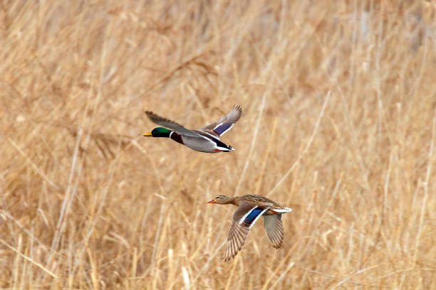istock Mallard duck in flight, duck hunting season 1124749991