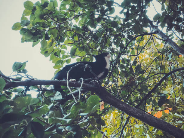 istock Beautiful black cat with white spots on a tree. Close-up shot 1124752770