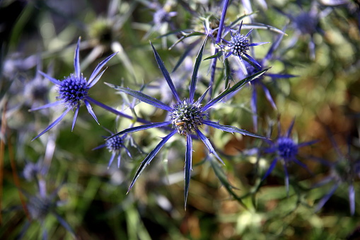 Silvery sea holly plants in the pine forest, Eryngium Variifolium