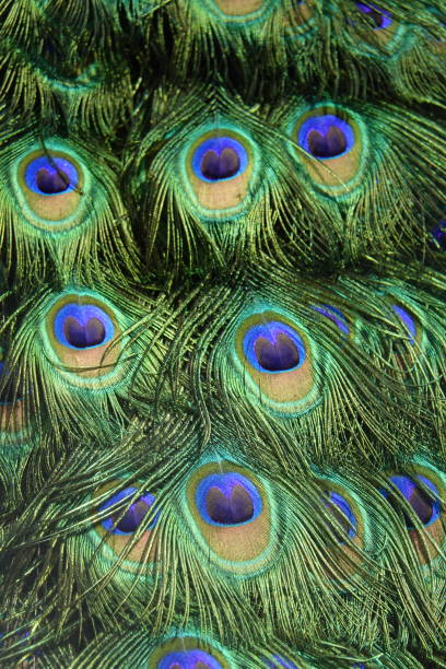 istock abstract colorful shiny bird feather 1124753064