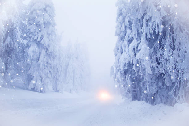istock Snowy fir trees in winter forest background 1124753073