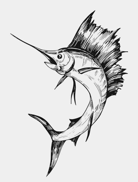 эскиз марлиновой рыбы. нарисованная вручную иллюстрация. вектор. изолированный - swordfish stock illustrations