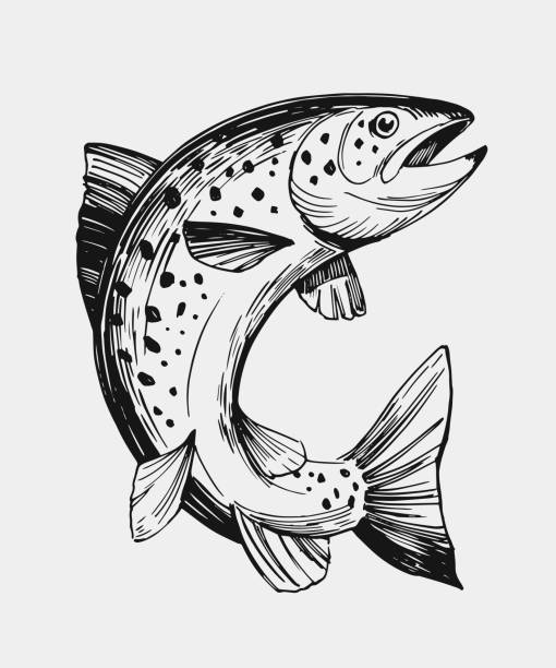 ilustrações de stock, clip art, desenhos animados e ícones de sketch of fish. salmon, trout. hand drawn illustration. vector. isolated - trout fishing silhouette salmon