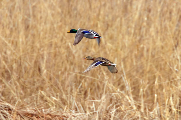 Mallard duck in flight, duck hunting season