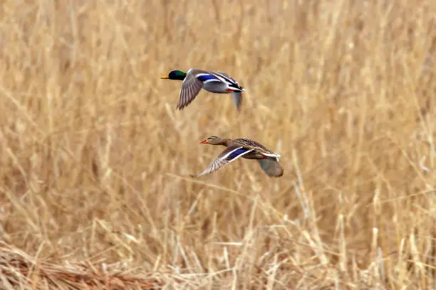 Photo of Mallard duck in flight, duck hunting season