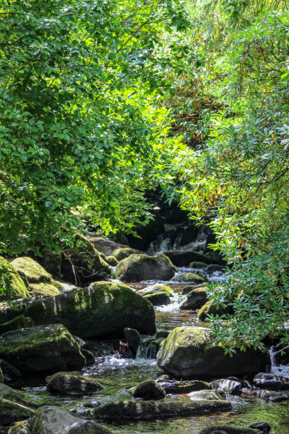 istock Torc Waterfall, Killarney National Park, Ireland 1124755443
