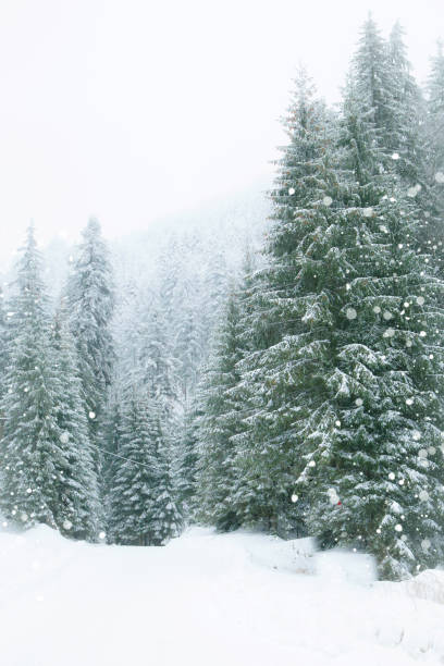 istock Snowy fir trees in winter forest background 1124757097