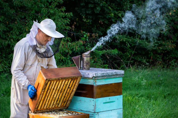 istock Beekeeper on apiary. Beekeeper is working with bees and beehives on the apiary. Apiculture concept. 1124757111