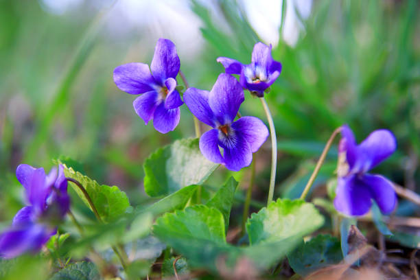 野生林の春林紫。花のクローズ アップ。自然の背景。 - violet ストックフォトと画像