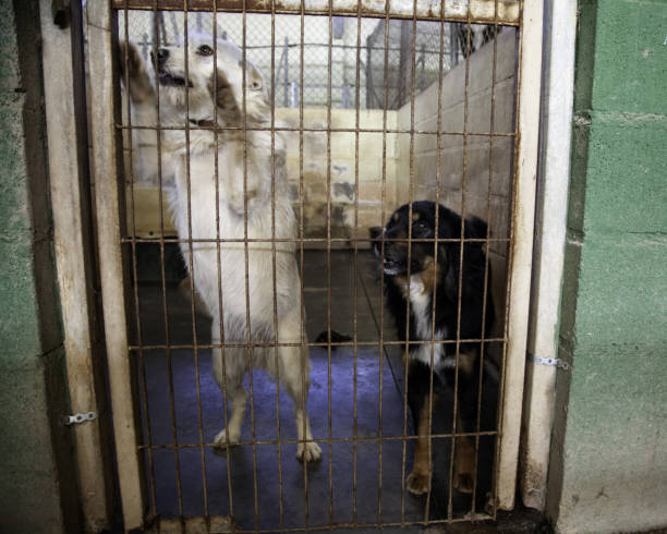 istock Dog locked in kennel 1124760039