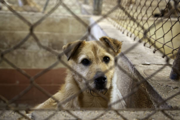 istock Dog locked in kennel 1124760046