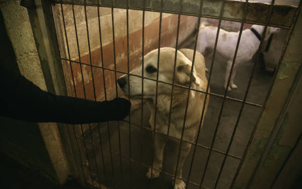 istock Dog locked in kennel 1124760048