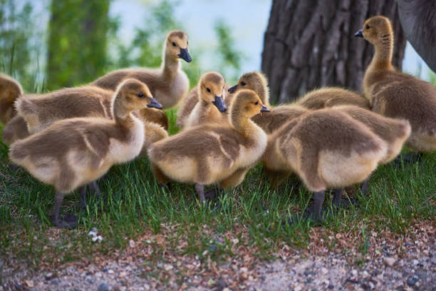 Goslings (Explored) stock photo