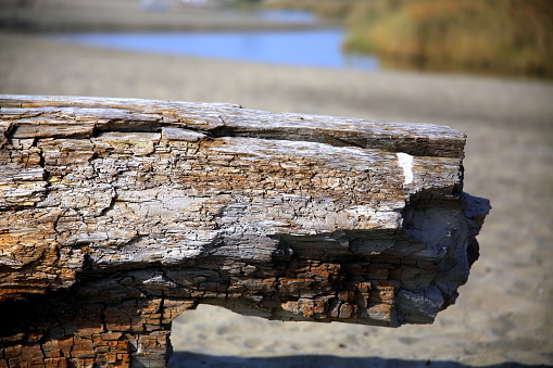 Old trunk with outfall of blue Arrone river and sand in the background, Fregene, Italy