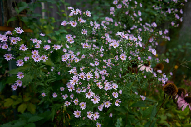 Minnesota Flowers (Explored) stock photo
