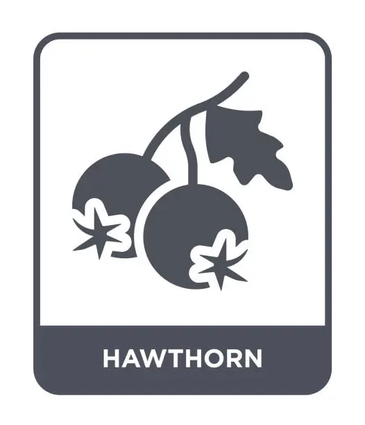 Vector illustration of hawthorn icon vector on white background, hawthorn trendy filled icons from Nature collection