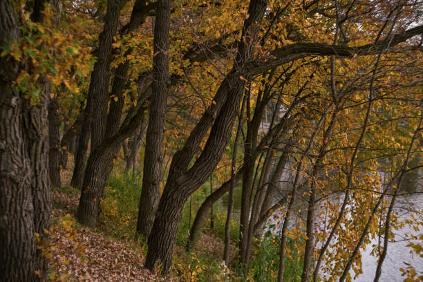 Autumn Foliage (Explored) stock photo