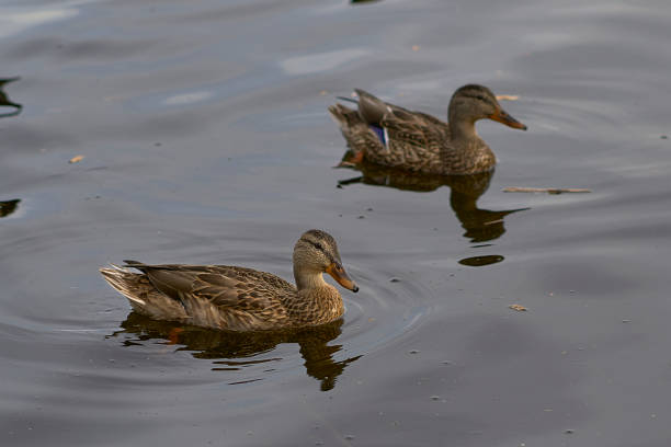 Mallard Ducks (Explored) stock photo