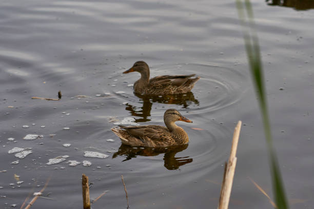 Mallard Ducks (Explored) stock photo