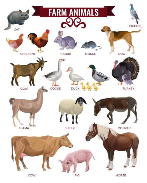 ilustrações, clipart, desenhos animados e ícones de conjunto de animais de fazenda. - mammals
