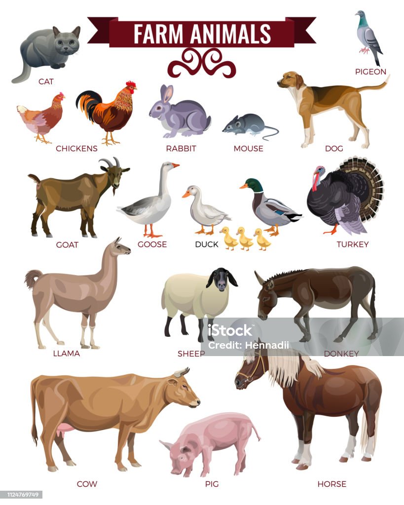 Set of farm animals. Set of farm animals. Vector illustration isolated on white background Livestock stock vector