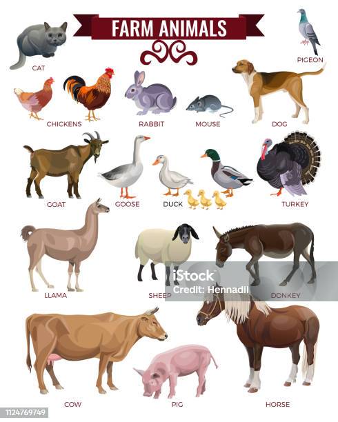 Set Of Farm Animals Stock Illustration - Download Image Now - Livestock, Vector, Pig