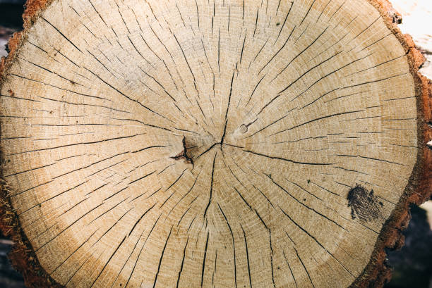 istock Old big stump texture. Tree background with natural pattern. Wooden wallpaper. 1124770974