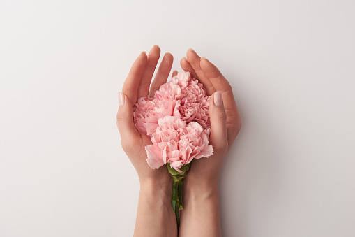 cropped shot of woman holding beautiful pink flowers isolated on grey