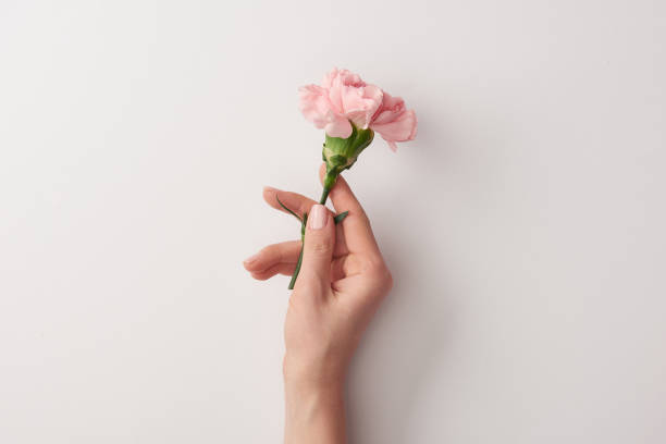 toma recortada de mujer hermosa flor de color rosa aislada en gris - hand holding flowers fotografías e imágenes de stock