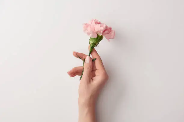 Photo of cropped shot of woman holding beautiful pink flower isolated on grey