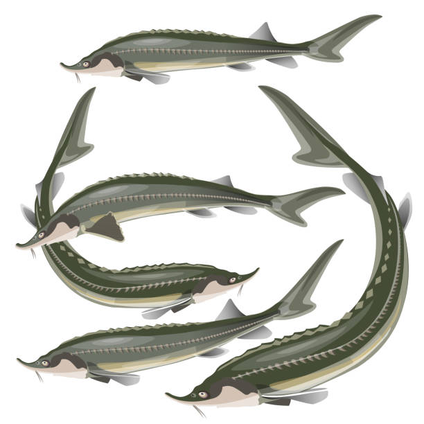 Set of sturgeon fish Set of sturgeon fish. Vector illustration isolated on white background sturgeon fish stock illustrations