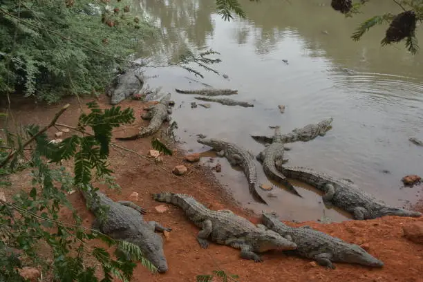 Photo of Crocodile on dark water surface