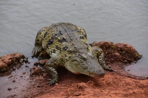 Photo of Crocodile on dark water surface