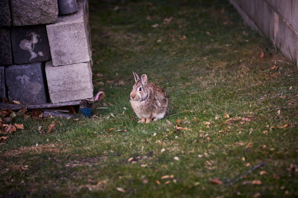 Baby Bunny Rabbit Visit (Explored) stock photo