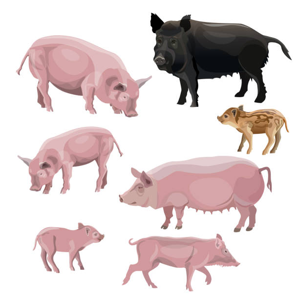 Domestic pig vector Domestic pink pig. Vector illustration isolated on white background sow pig stock illustrations