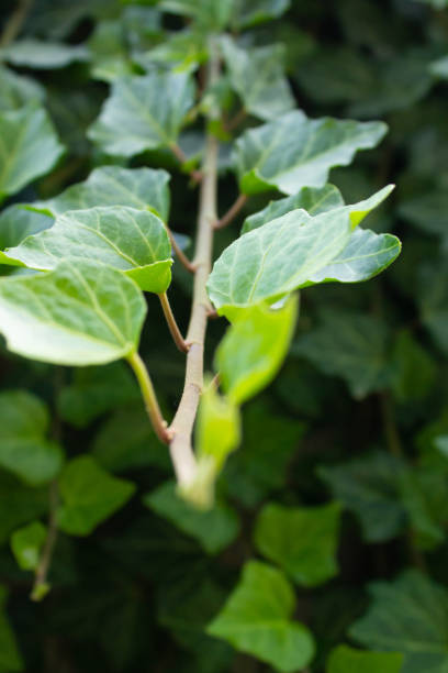istock green grape leaves on a branch close-up 1124778162