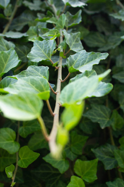 istock green grape leaves on a branch close-up 1124778171