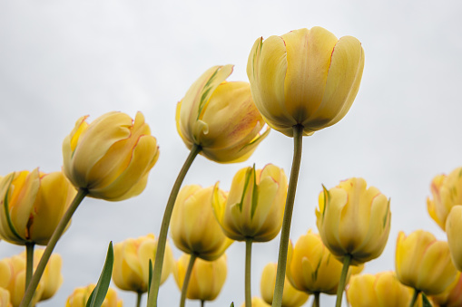 Frog perspectieve from yellow tulips facing a grey cloudy sky