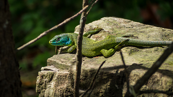 Green lizard or Lacerta Viridis sunning on a log in spain