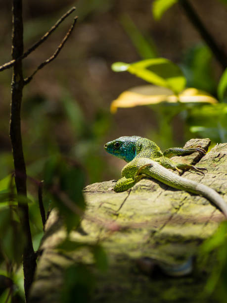 Green lizard or Lacerta Viridis sunning on a log in spain