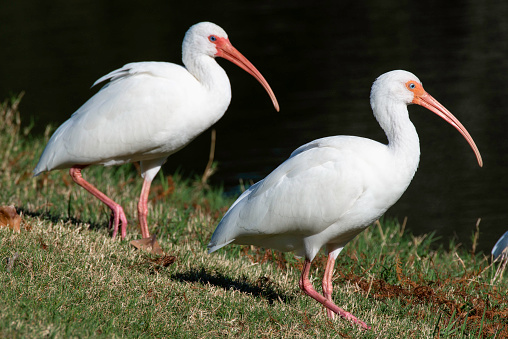 A group of White Ibis by a lake in Florida