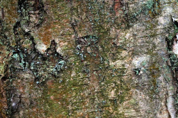 istock Close up of mossy tree bark 1124784366