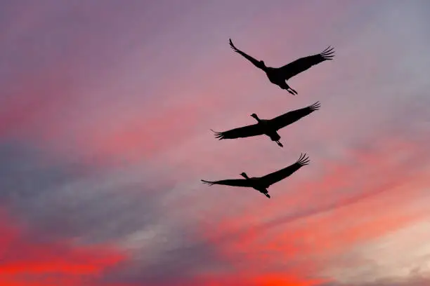 Photo of Sandhill Cranes at Sunset
