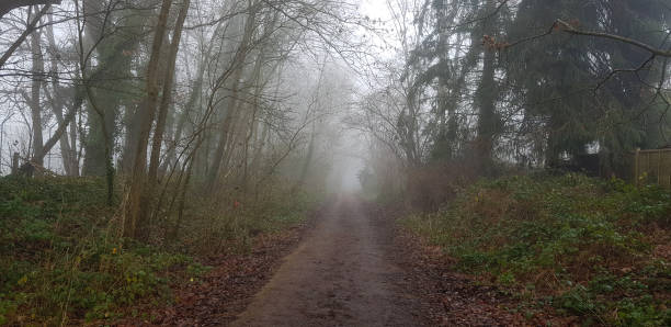 istock Misty path in woodland in the winter 1124784506