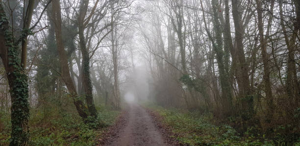 istock Misty path in woodland in the winter 1124784923