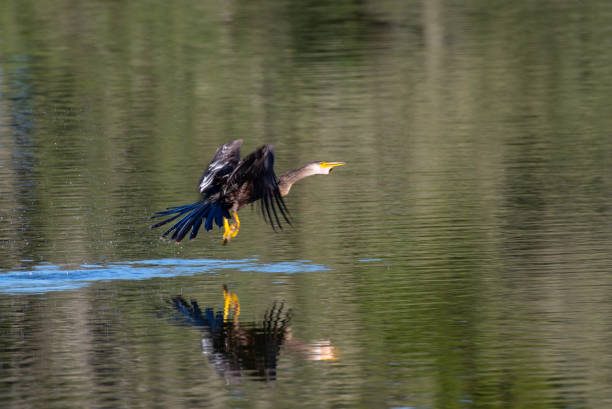 istock Aningha (Snake Bird) flying off the water 1124785199