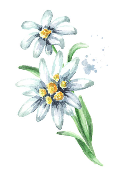 edelweiss kwiat (leontopodium alpinum) z liśćmi akwarela ręcznie rysowane ilustracji, izolowane na białym tle - edelweiss stock illustrations