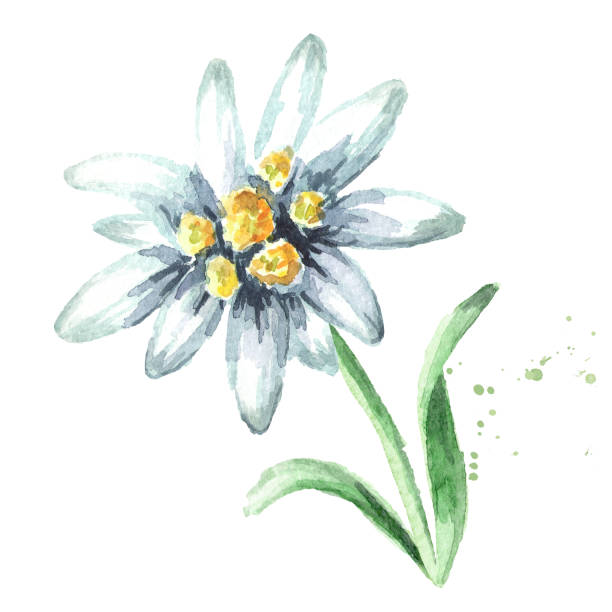 edelweiss kwiat (leontopodium alpinum) z liśćmi, akwarela ręcznie rysowane ilustracji, izolowane na białym tle - edelweiss stock illustrations