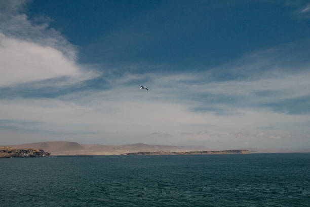 istock reservation of paracas no peru 1124788399