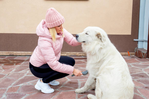 istock A pretty woman is walking her dog 1124789885